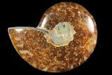 Polished, Agatized Ammonite (Cleoniceras) - Madagascar #119022-1